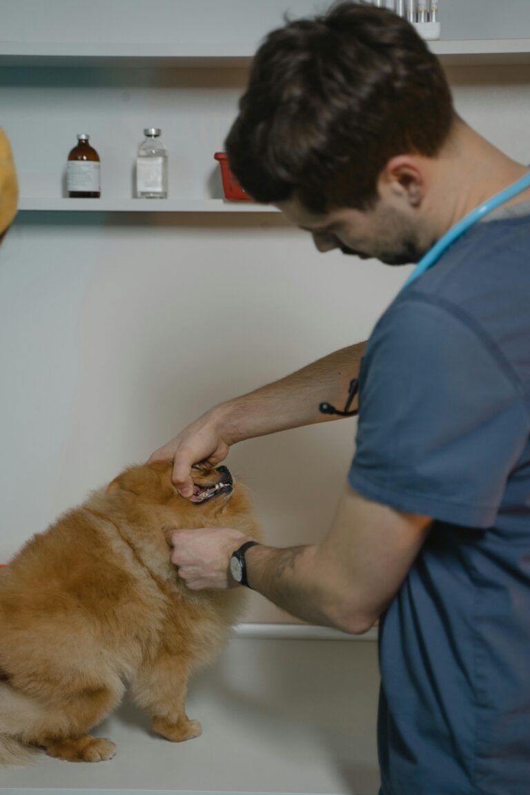 Consultas veterinarias