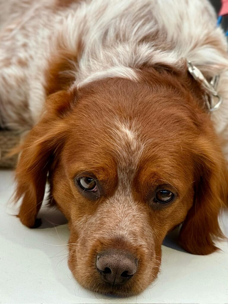Parvovirus