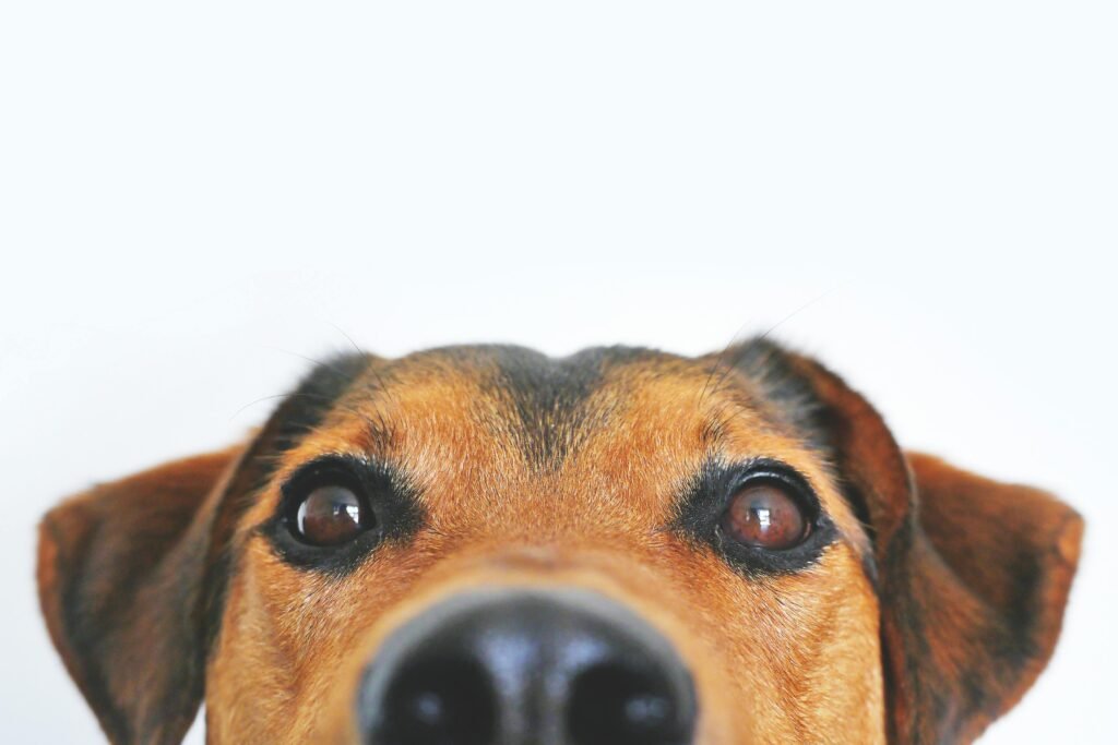 Oftalmologia perros