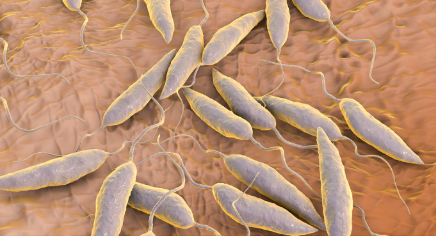 leshmainosis