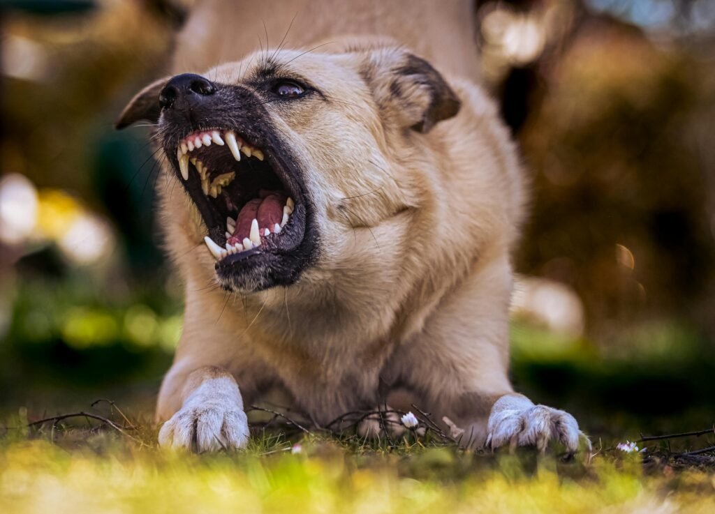 la rabia en perros 