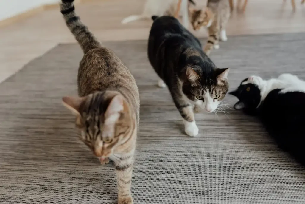 Gatos