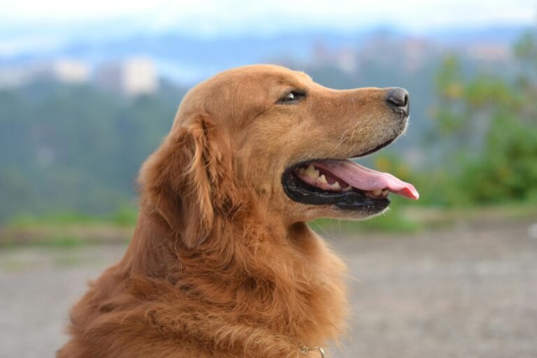 Analisis perros