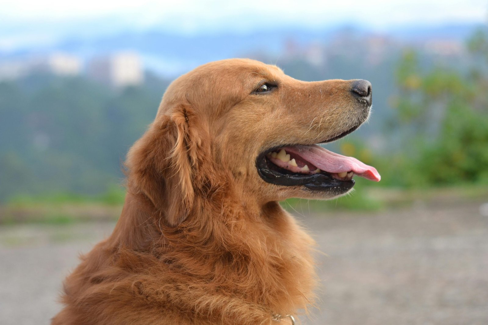 Analisis perros