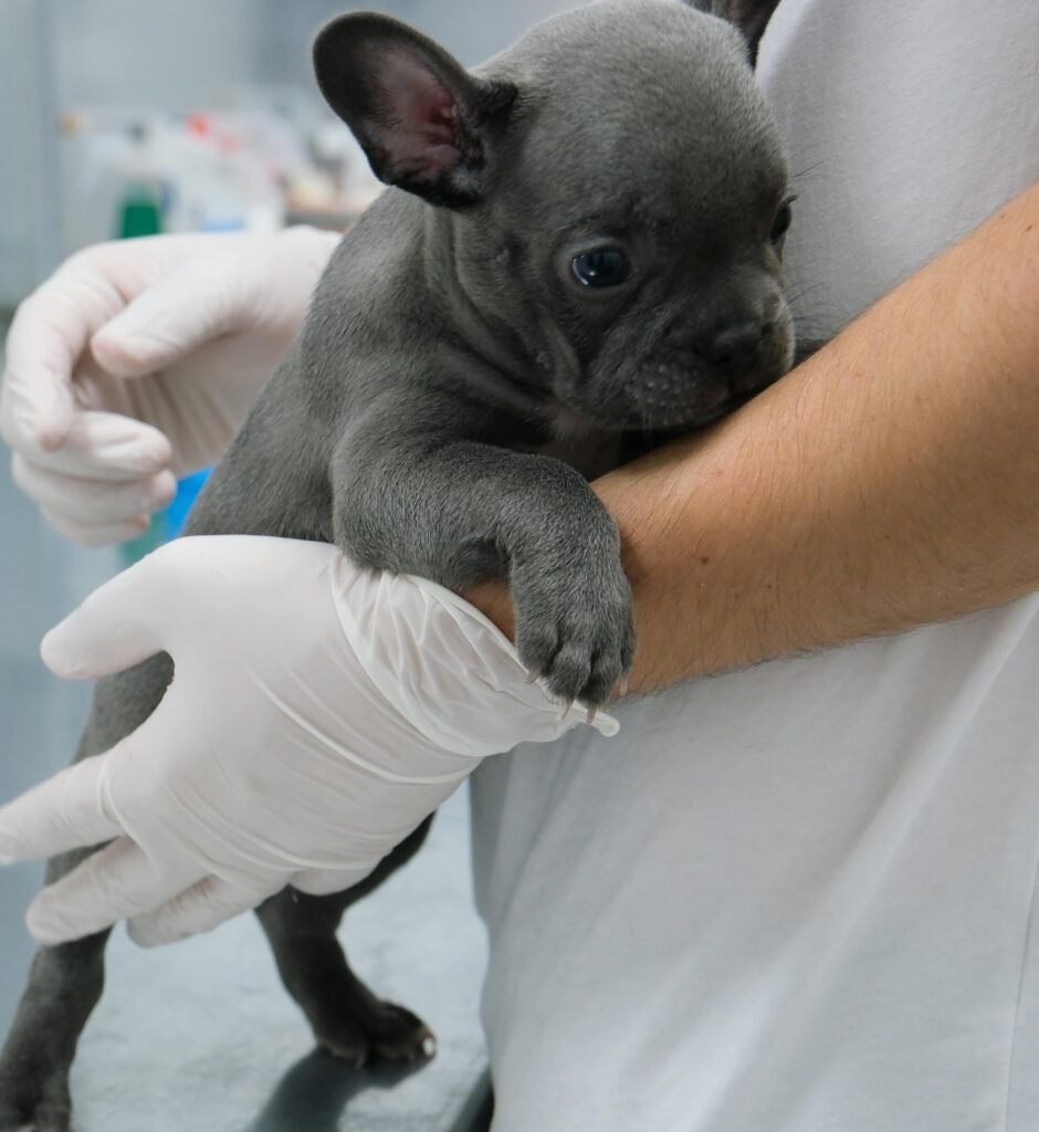 Cachorro