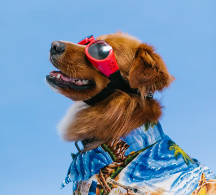 Perros calor