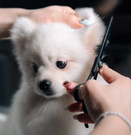 cambio de pelo animales