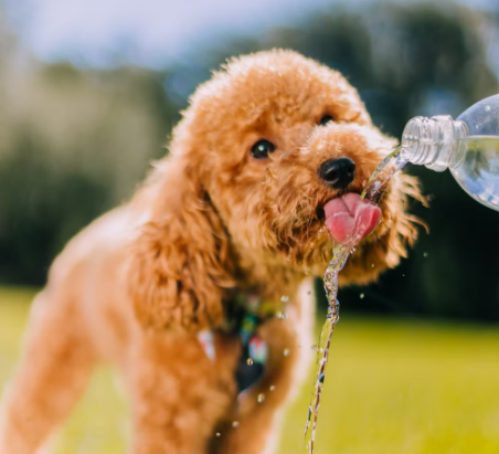 perro hidratado en verano