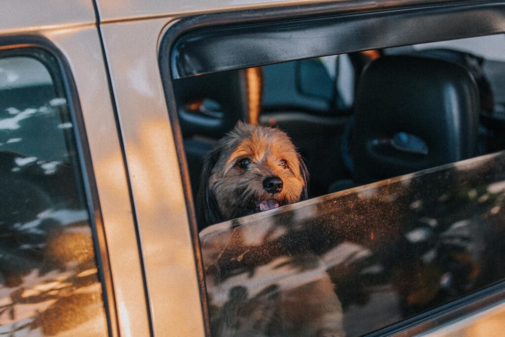 viajar con perro en verano 